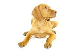 AlphaDogTraining.jpg image by alphadogtrainingtips